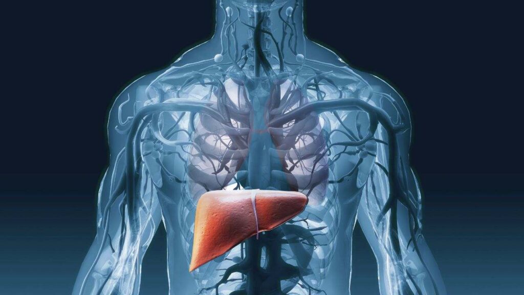 Major Function of the Liver