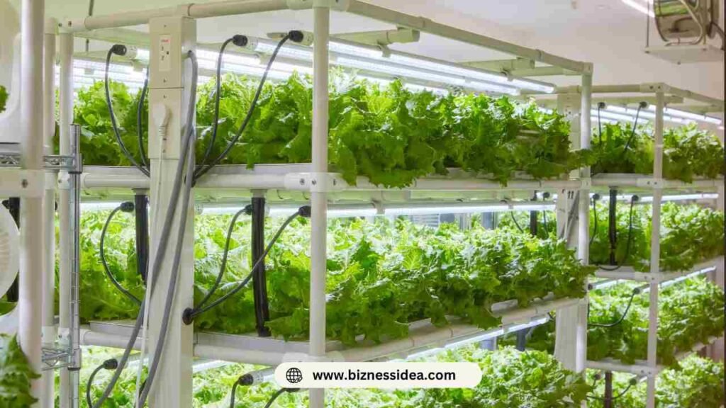 A picture showing Hydroponic Farming